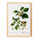 Poster about the wild apple tree, based on an old engraving from 1802
