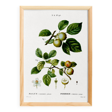 Affiche sur le pommier sauvage, d’après une gravure ancienne de 1802