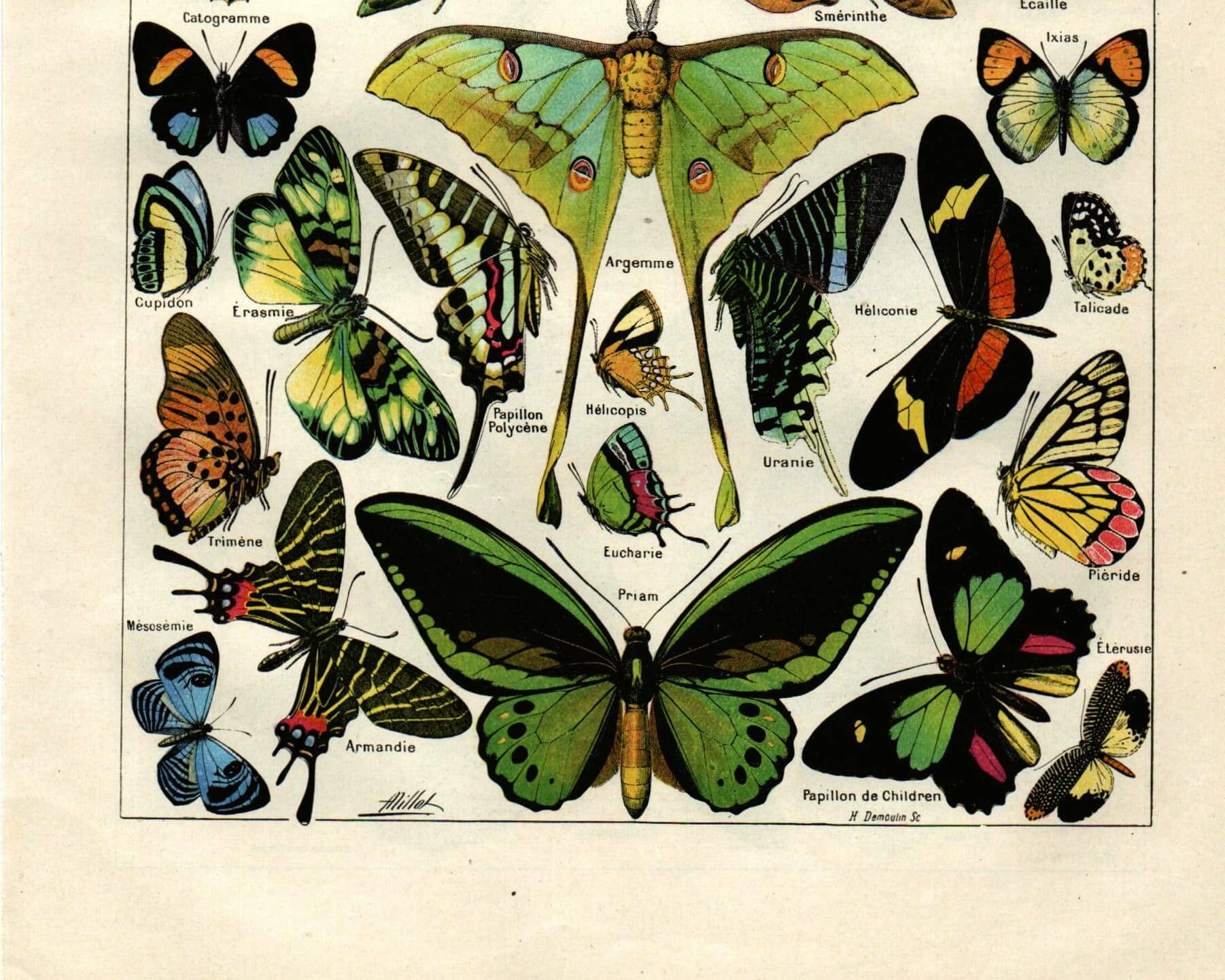 Old engraving from 1923 - Butterflies of the world by A. Millot - Illustration