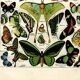 Old engraving from 1923 - Butterflies of the world by A. Millot - Illustration