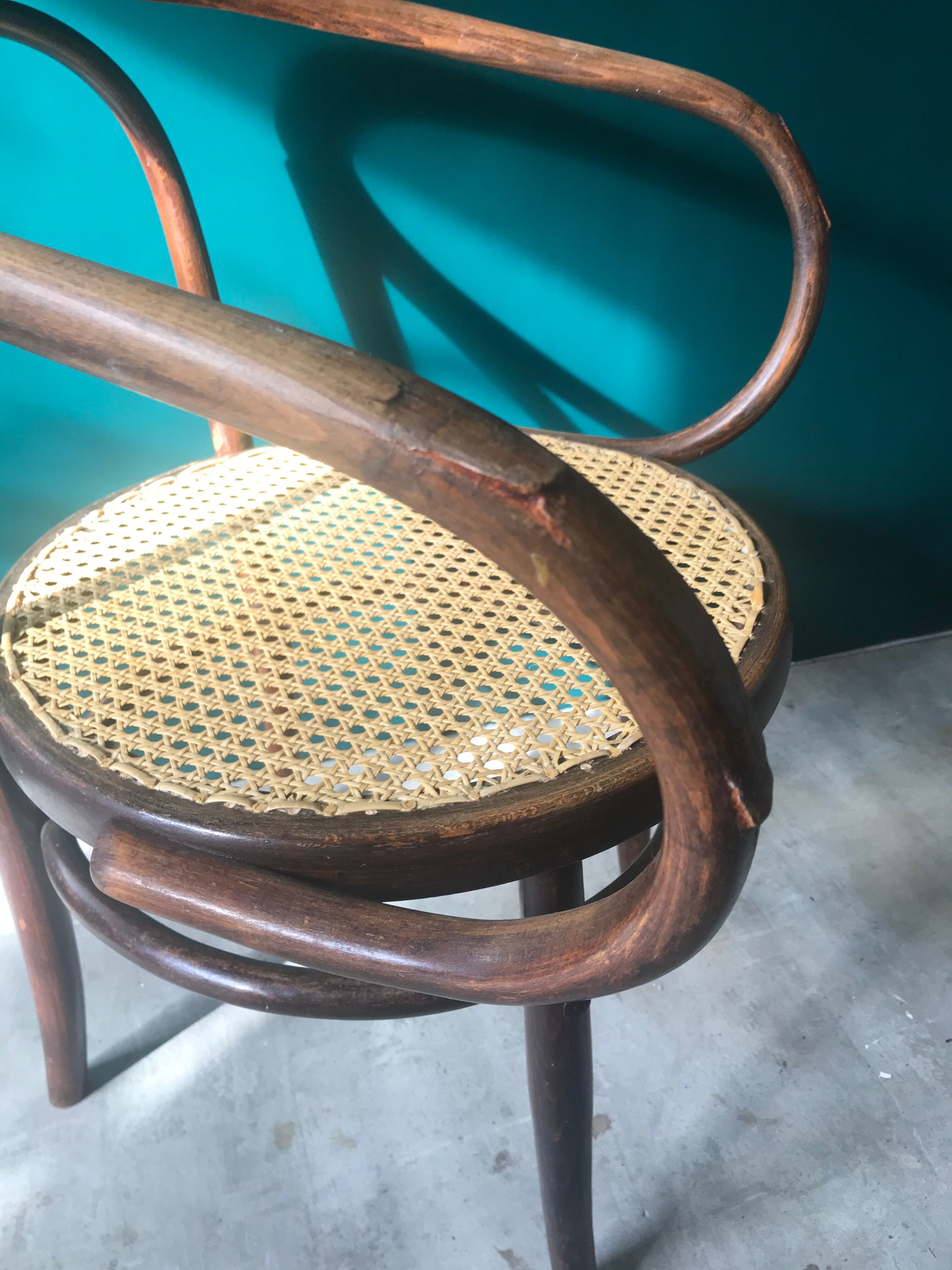 Mundus chair in curved wood