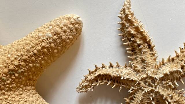 Vintage starfish