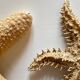 Vintage starfish