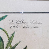 Vintage herbarium frame