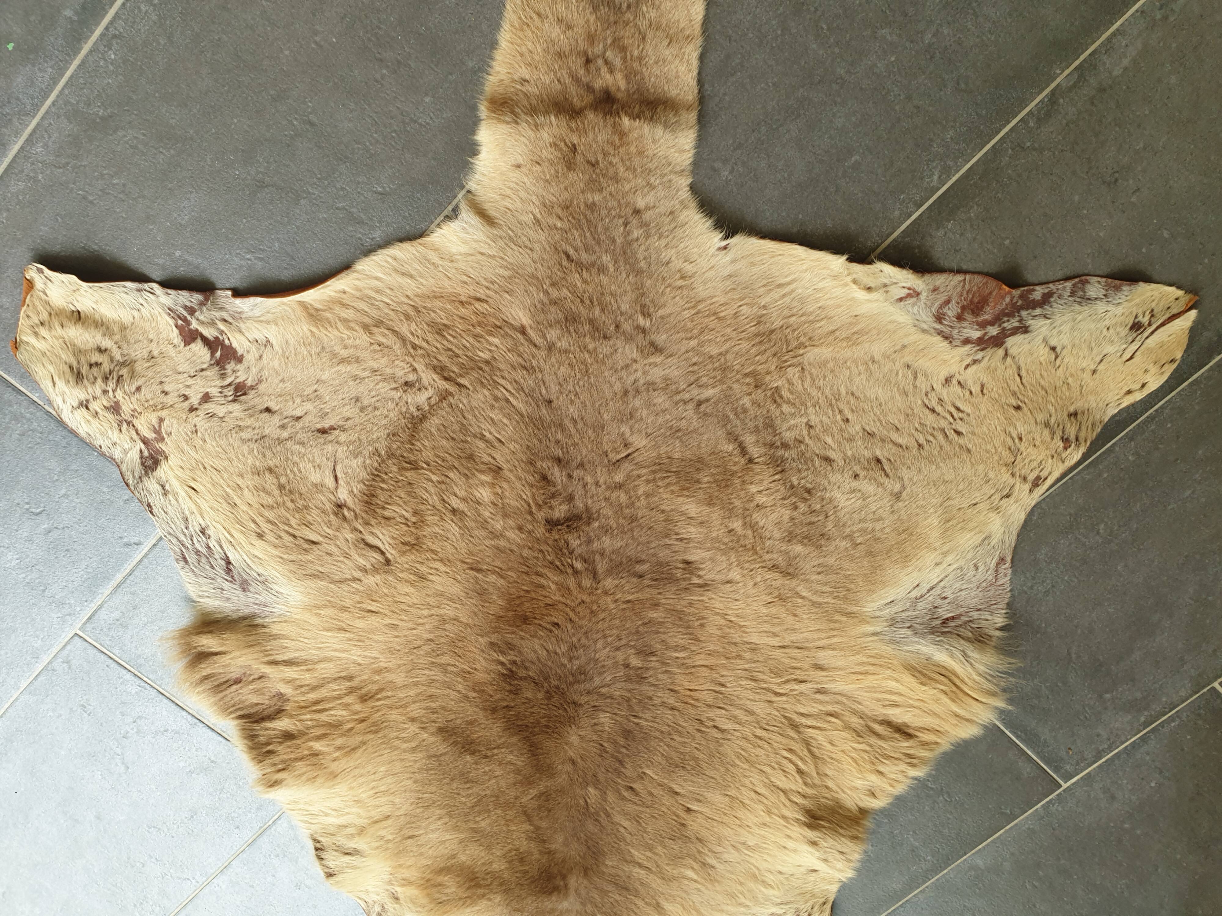 Kangaroo skin