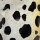Large Italian ceramic leopard 1970’s