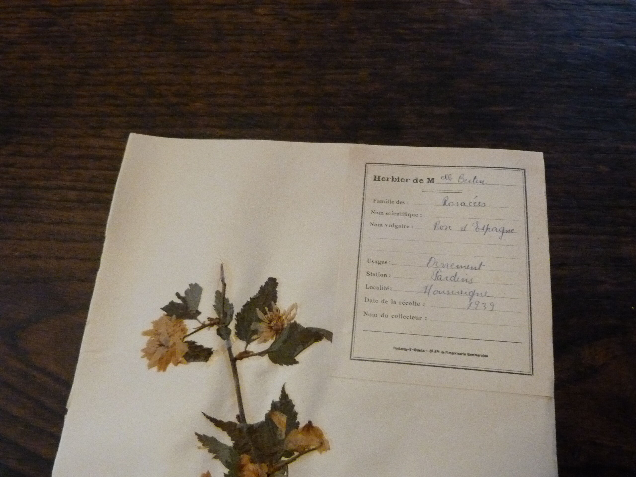 Old herbarium board dated 1939 unframed