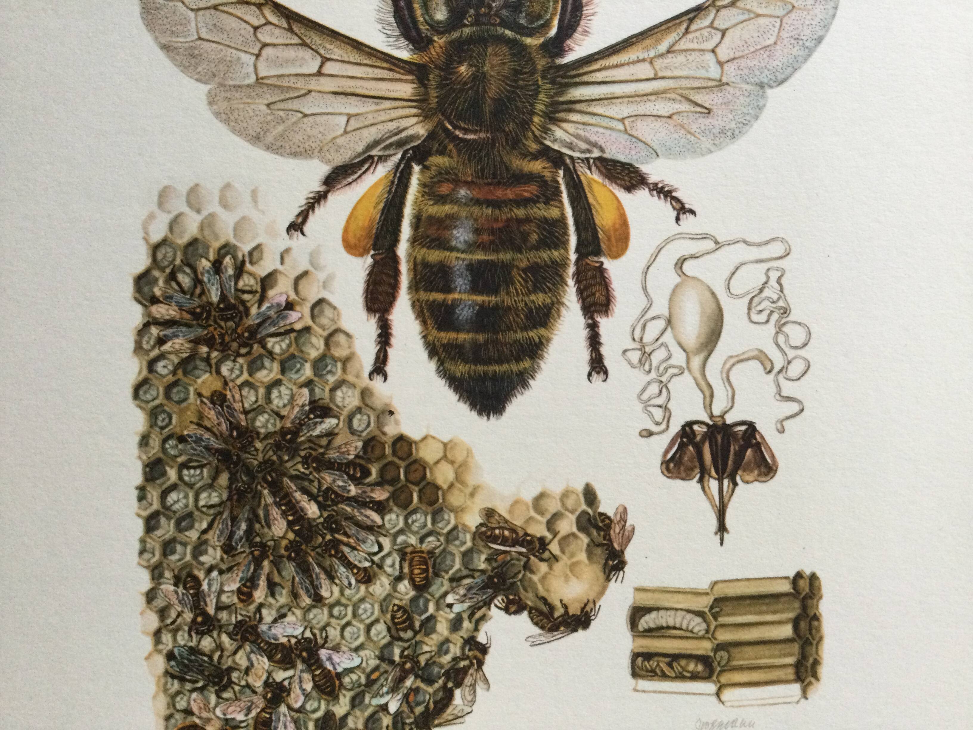 Antique illustration "insects", 1960s