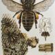Antique illustration "insects", 1960s
