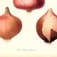 Poster about pink onions, based on an old engraving from 1886.