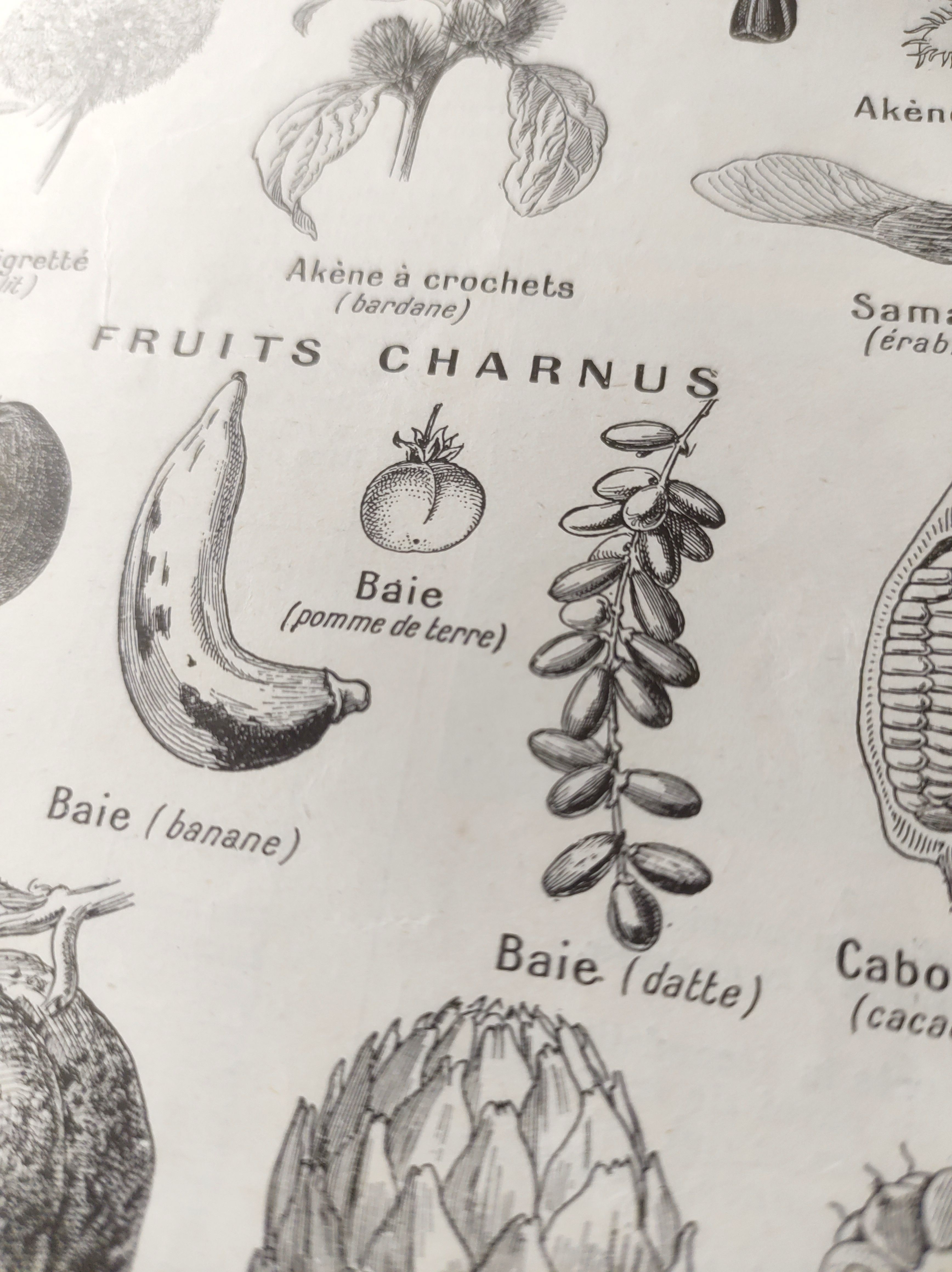 Gravure ancienne • Fruits, graines et légumes • Affiche originale de 1922