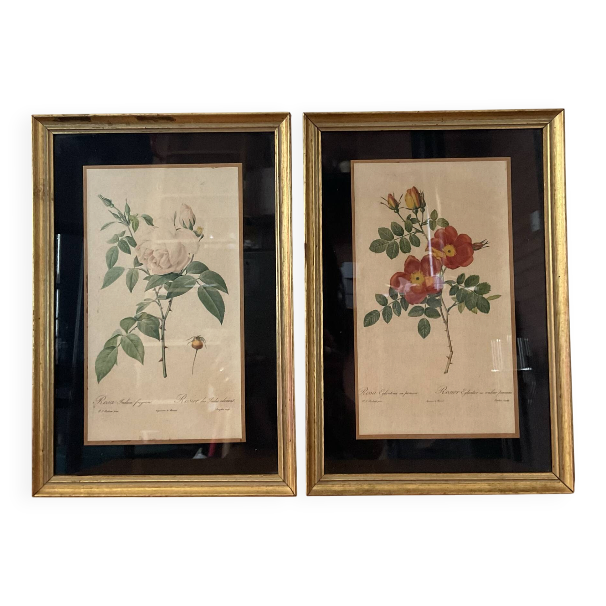 Pair of vintage botanical frames in gilded wood