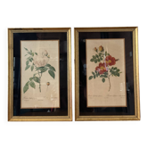 Pair of vintage botanical frames in gilded wood