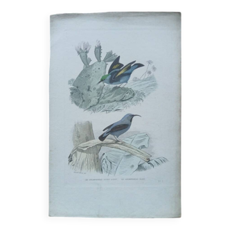 Poster - 19th century zoological bird engraving - blue creeper