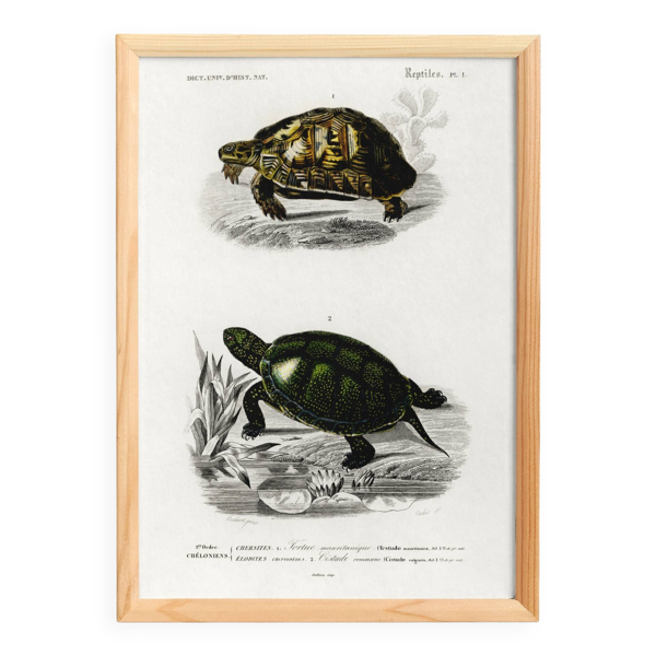 Affiche sur les tortues, d’après une gravure ancienne de 1849.
