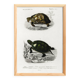 Poster about turtles, based on an old engraving from 1849.