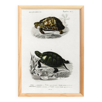 Affiche sur les tortues, d’après une gravure ancienne de 1849.