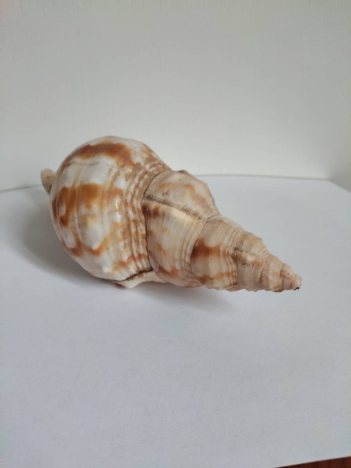 Rose des sables et coquillages marins