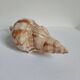 Rose des sables et coquillages marins