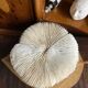 White fungia coral