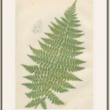 Two botanical plates of ferns: three-pointed rigid polypode, alpine polypode