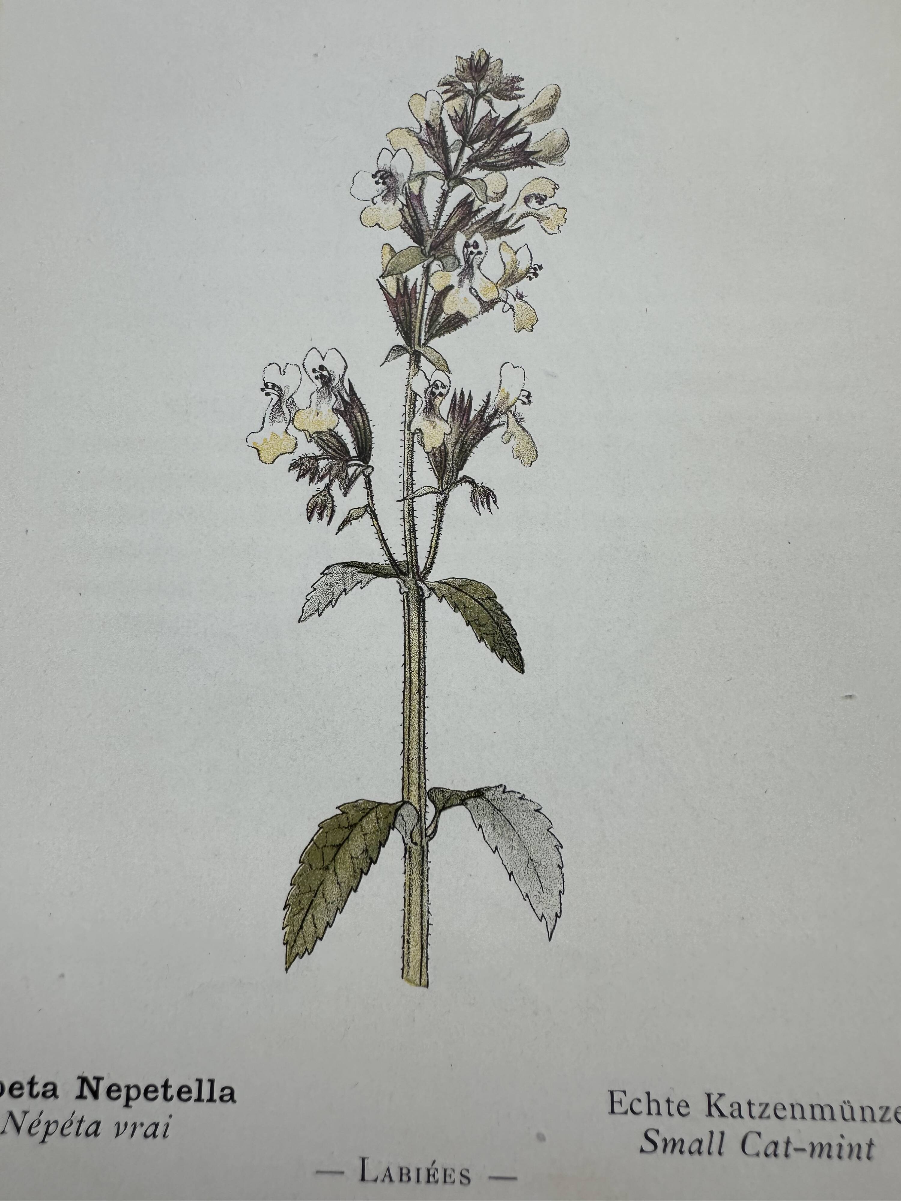 Gravure botanique planche naturaliste fleur France