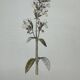 Gravure botanique planche naturaliste fleur France