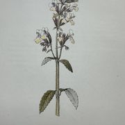 Gravure botanique planche naturaliste fleur France