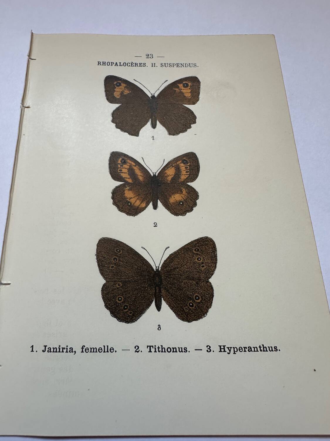 Botanical engraving butterflies double-sided naturalist plate Etching