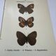 Botanical engraving butterflies double-sided naturalist plate Etching