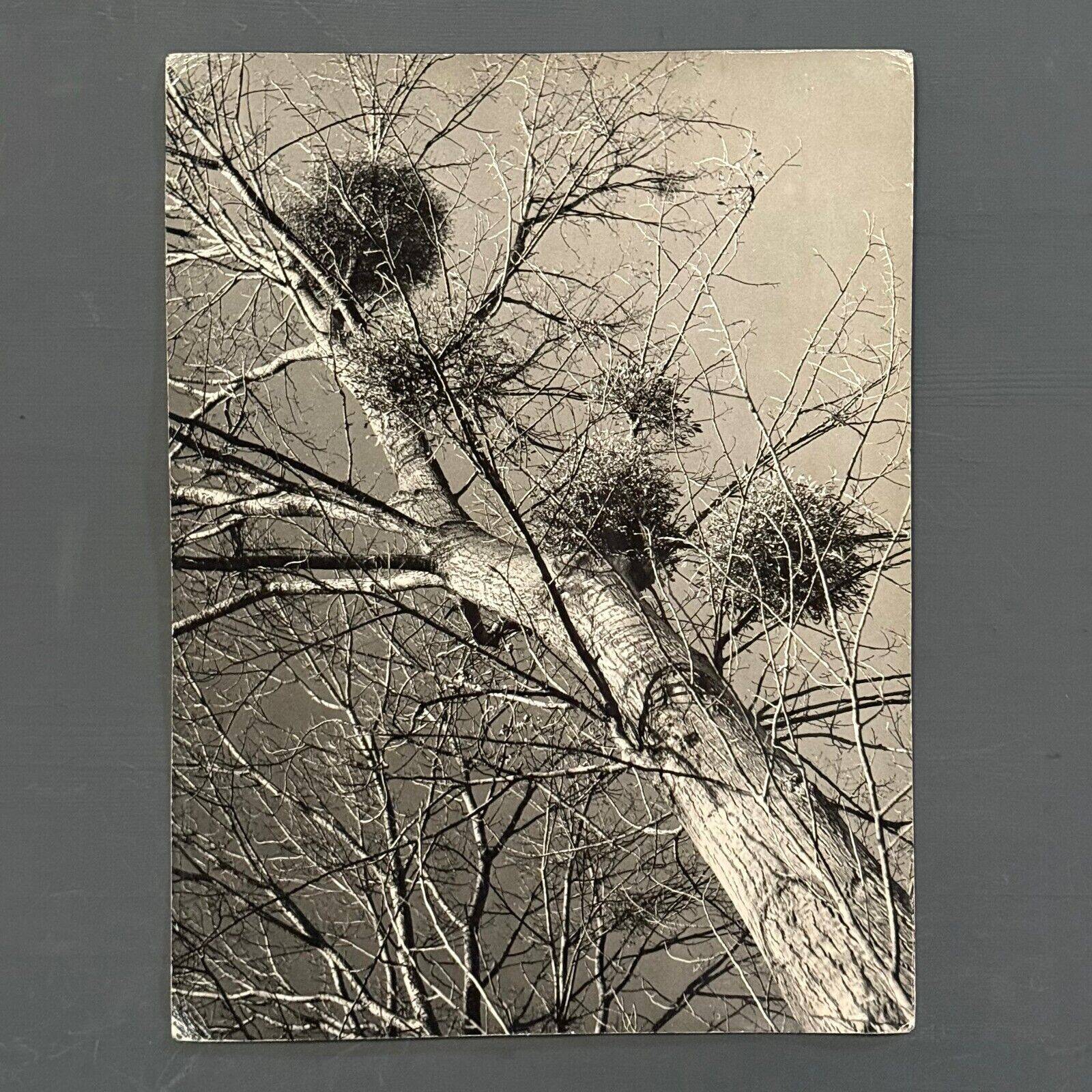 Black and white photo entitled Boules de Guy by Robert Laporte 20th century