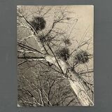 Black and white photo entitled Boules de Guy by Robert Laporte 20th century