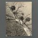 Black and white photo entitled Boules de Guy by Robert Laporte 20th century