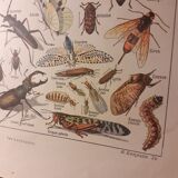 Lithographie sur les insectes de 1922