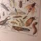 Lithographie sur les insectes de 1922