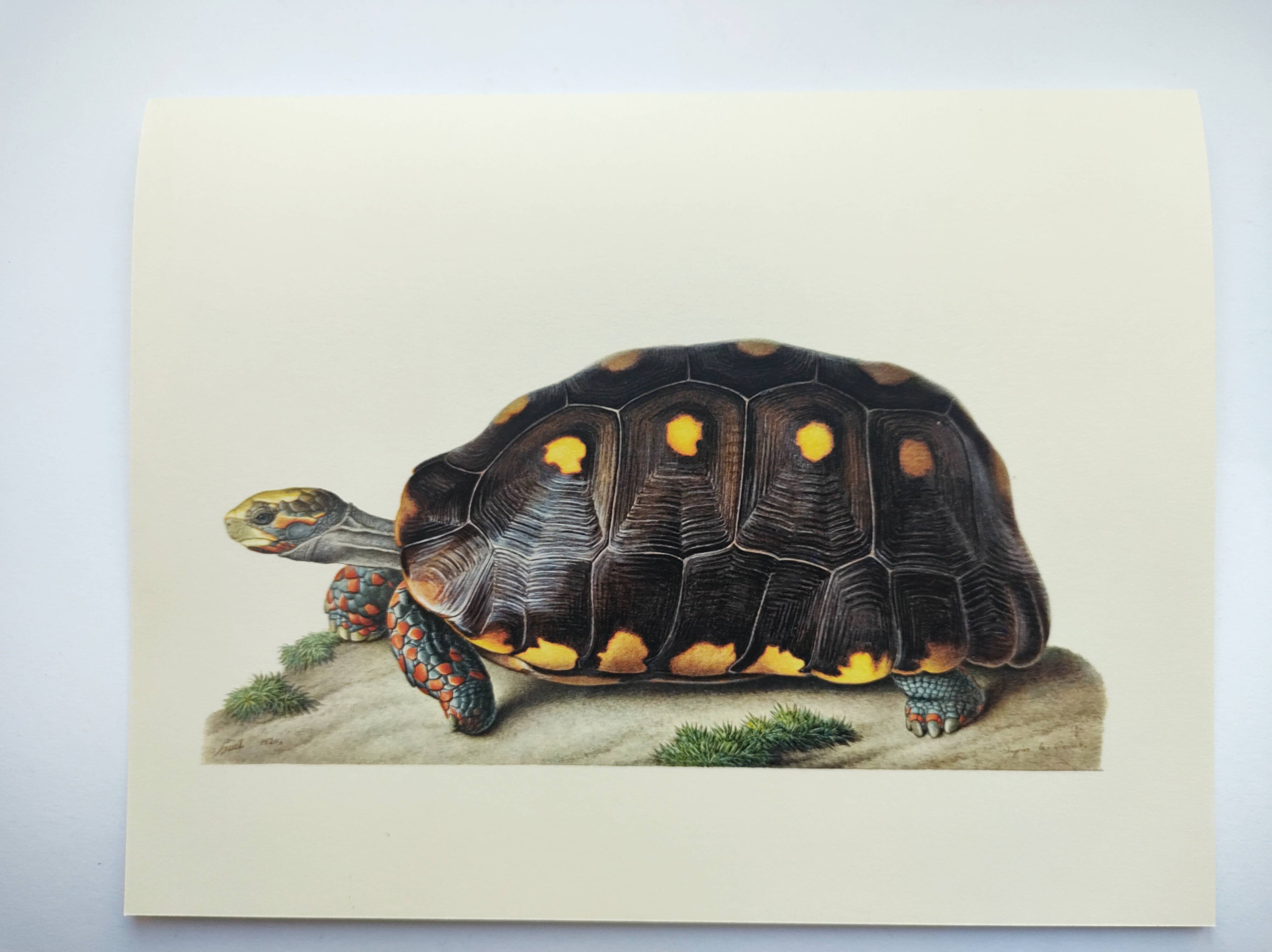 Old board - Sable turtle - Zoological illustration of vintage reptiles from 1970