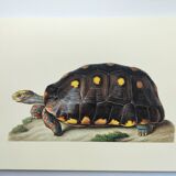 Old board - Sable turtle - Zoological illustration of vintage reptiles from 1970