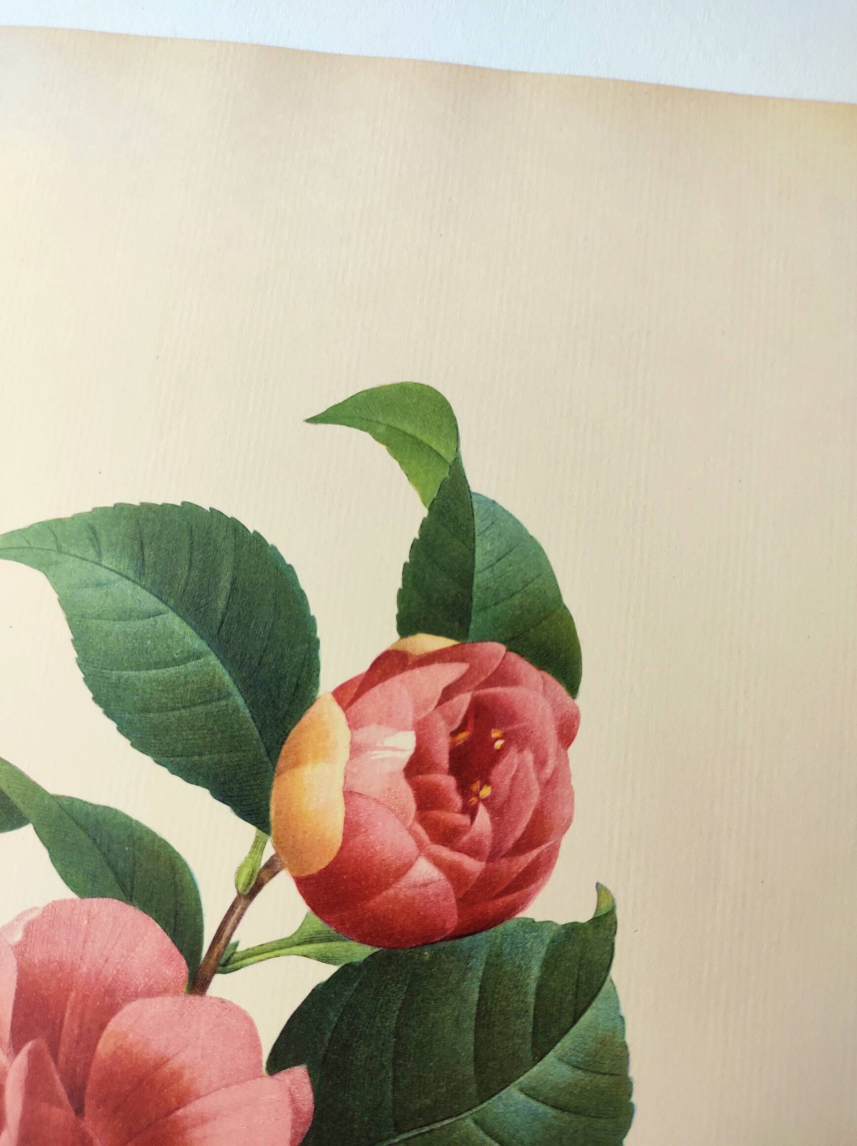 Antique botanical engraving -1955- Variegated Camellia or Japonica- by PJ. Redouté. Vintage Flower