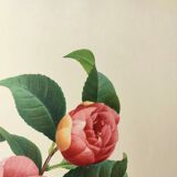 Antique botanical engraving -1955- Variegated Camellia or Japonica- by PJ. Redouté. Vintage Flower