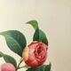 Gravure ancienne botanique -1955- Camellia panaché ou Japonica- par PJ. Redouté. Fleur Vintage