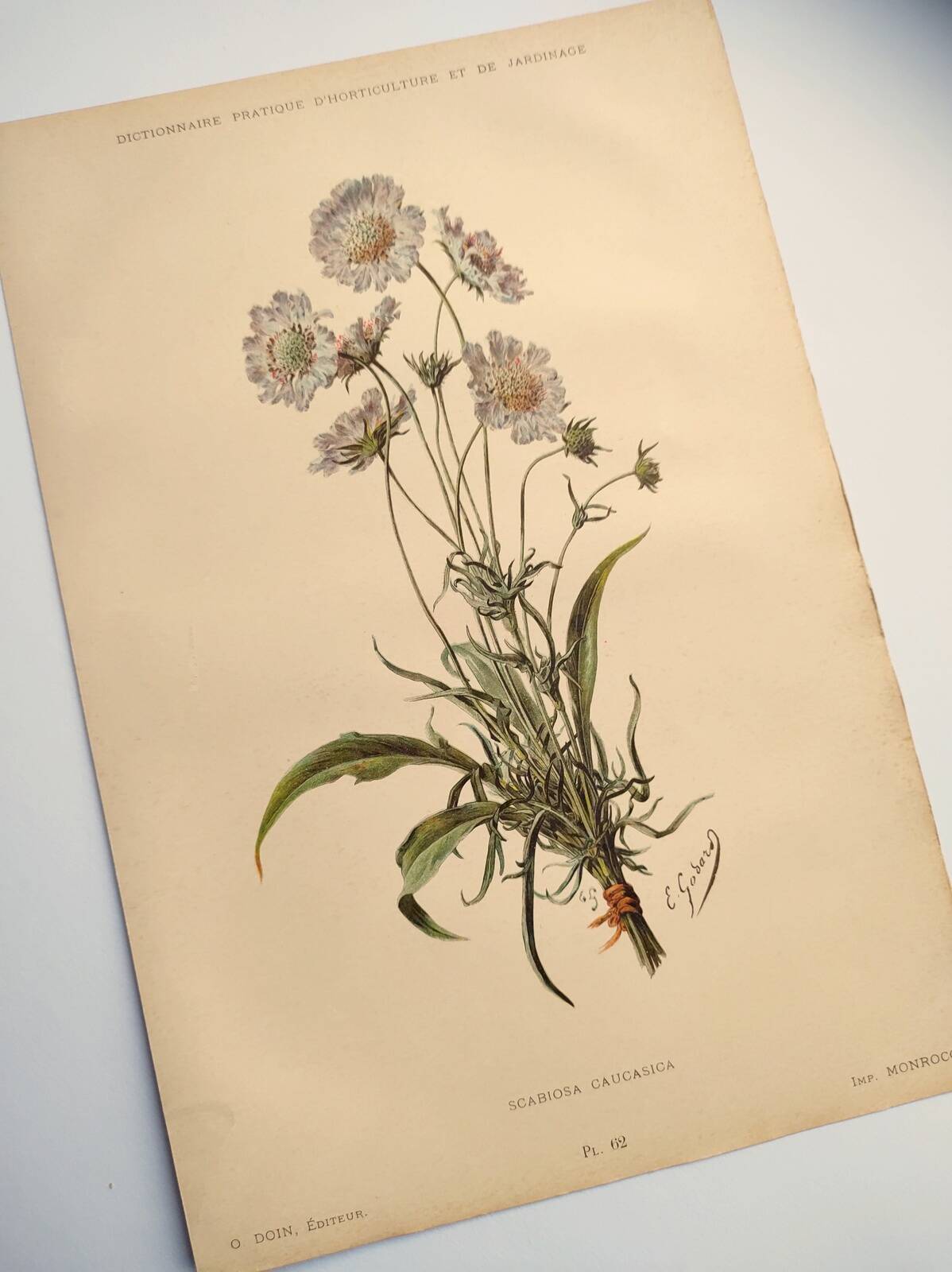 Botanical engraving from 1897 - Bouquet of Scabieuse - Old original flower plate by E.Godart