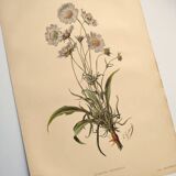 Botanical engraving from 1897 - Bouquet of Scabieuse - Old original flower plate by E.Godart