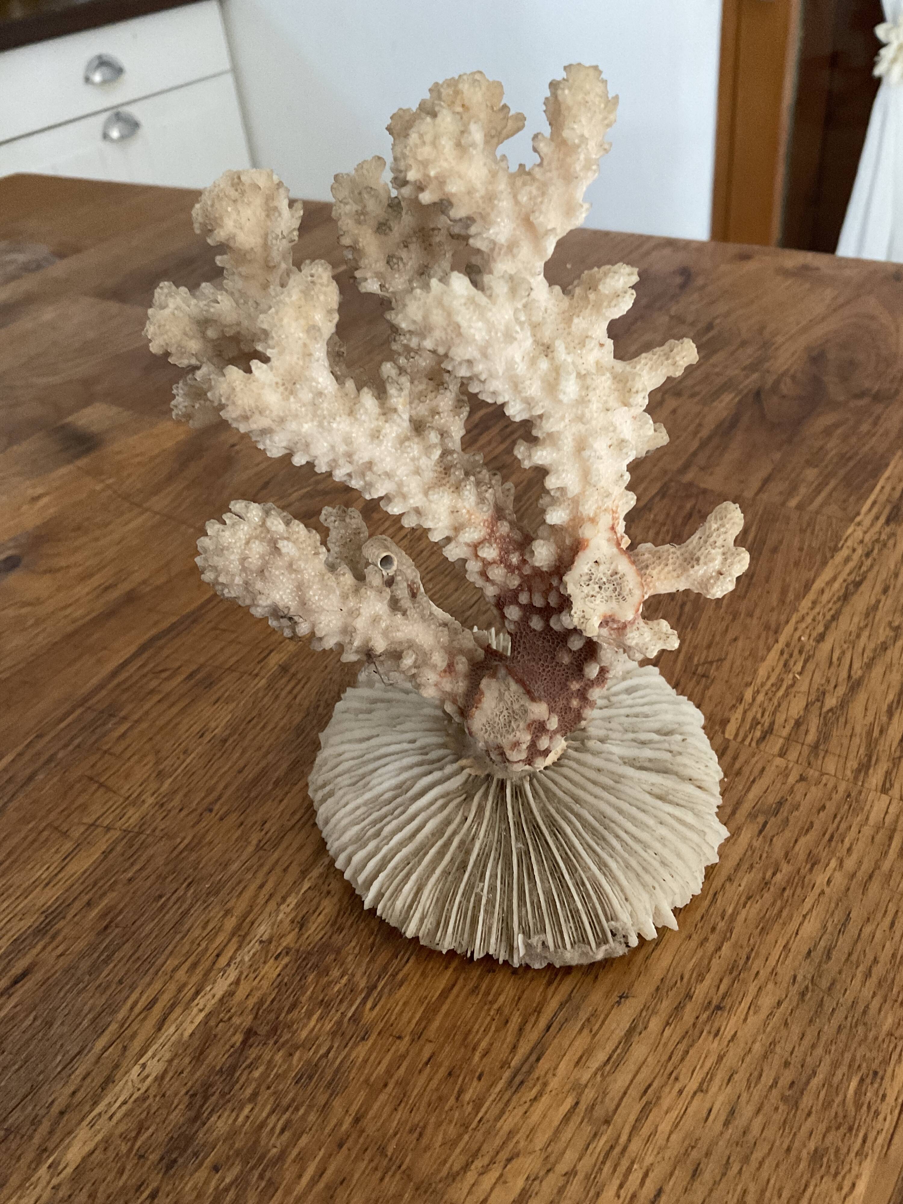 Ancient coral. 15cm x 10cm