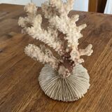 Ancient coral. 15cm x 10cm