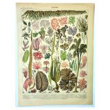 Botanical engraving 1907 A. Millot - Algae, marine plant, flora