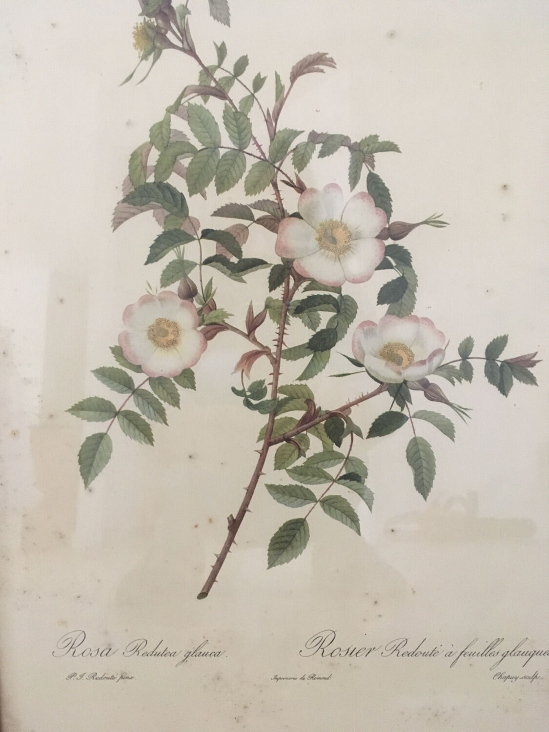 Naturalistic drawing Old Rose .