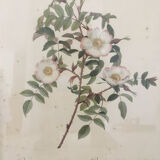 Dessin naturaliste Rose Ancienne .