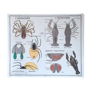 Affiche scolaire Rossignol  hanneton-araignée-écrevisse