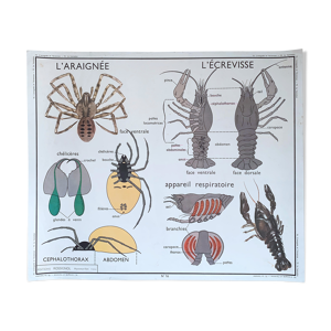Affiche scolaire Rossignol hanneton-araignée-écrevisse
