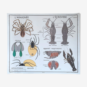 Rossignol school poster " hanneton-spider-crayfish"